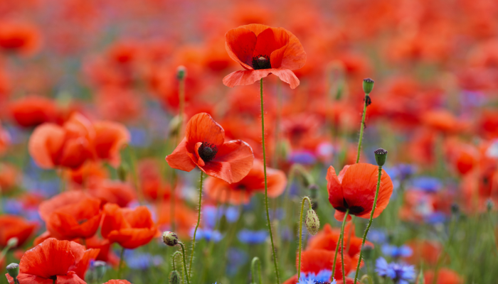 The Significance of Remembrance Weekend